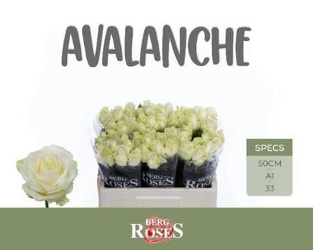 Rose Avalanche+ Berg