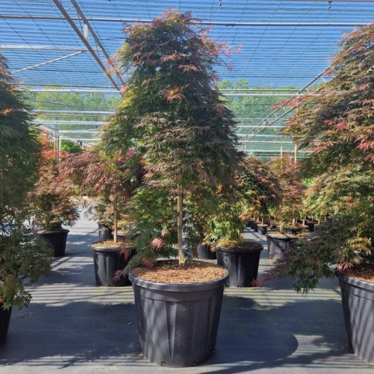 Acer palmatum 'Orangeola' 65L / 80L / 130L
