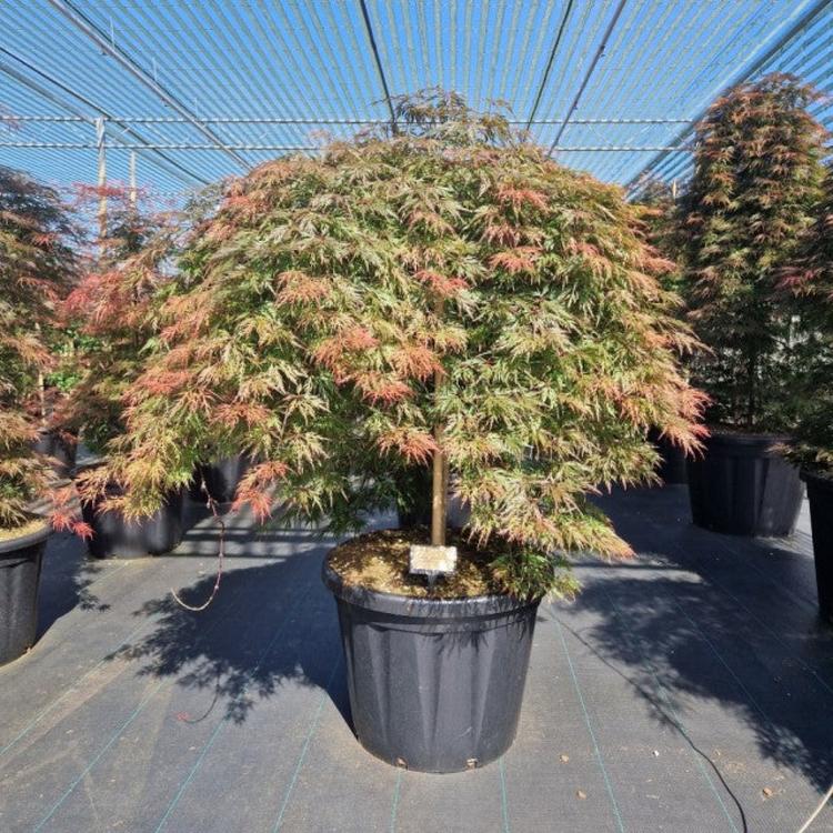 Acer palmatum 'Orangeola' 65L / 80L / 130L