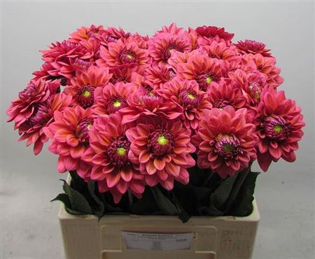 Salmon Runner Dahlia Stems – 60cm