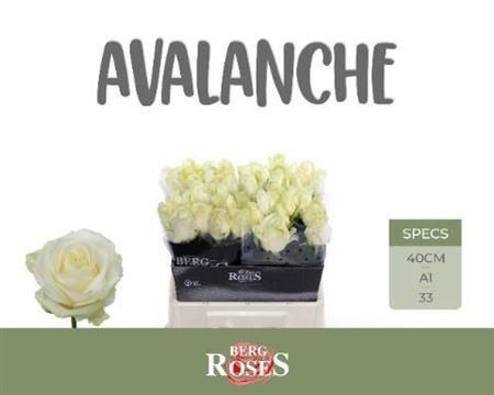Rose Avalanche+ Berg