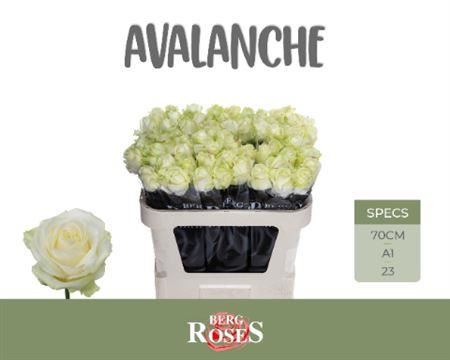 Rose Avalanche+ Berg
