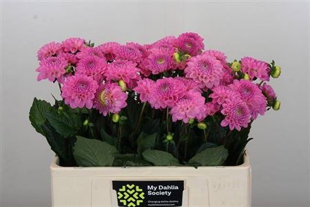 Dahlia ‘Dark Wizard’ Purple Cut Flowers – 55cm Stems