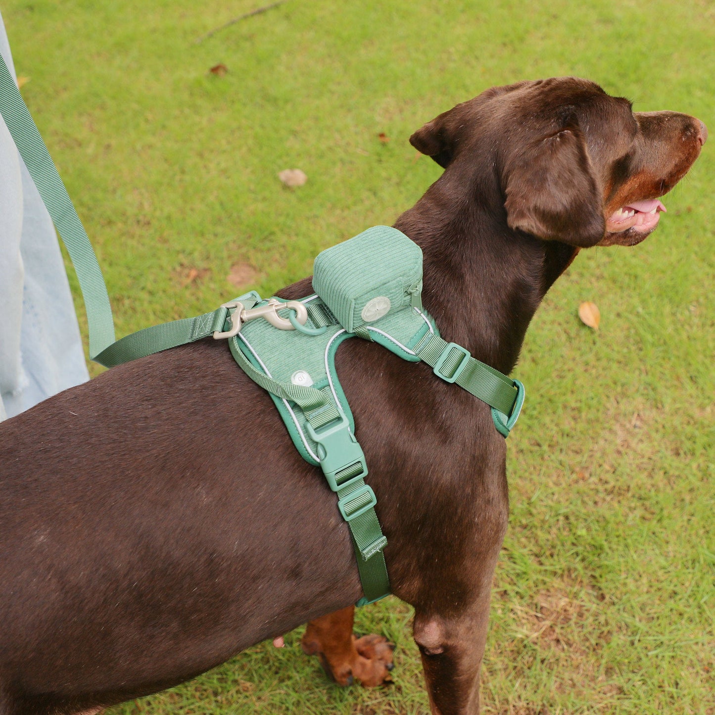 Chest And Back Dog Dog Backpack Suit Dog Walking Bag