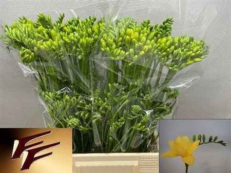Freesia Yellow Wholesalers Choice