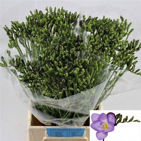 Freesia Blue Wholesalers Choice