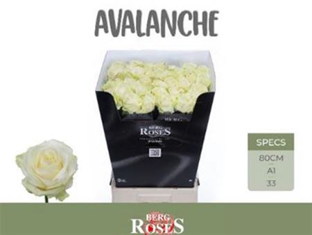 Rose Avalanche+ Berg
