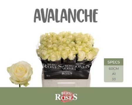 Rose Avalanche+ Berg