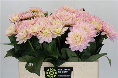 Dahlia Lady Diana’s Memory