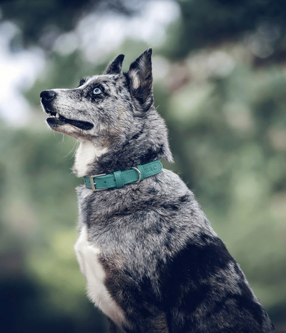 Duck Egg Blue Leather Dog Collar