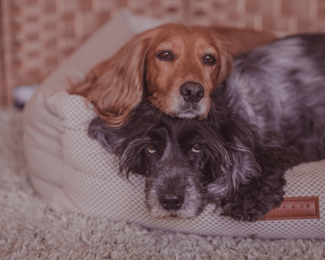 THE CHATSWORTH | LUXURY MEMORY FOAM BOLSTER DOG BED