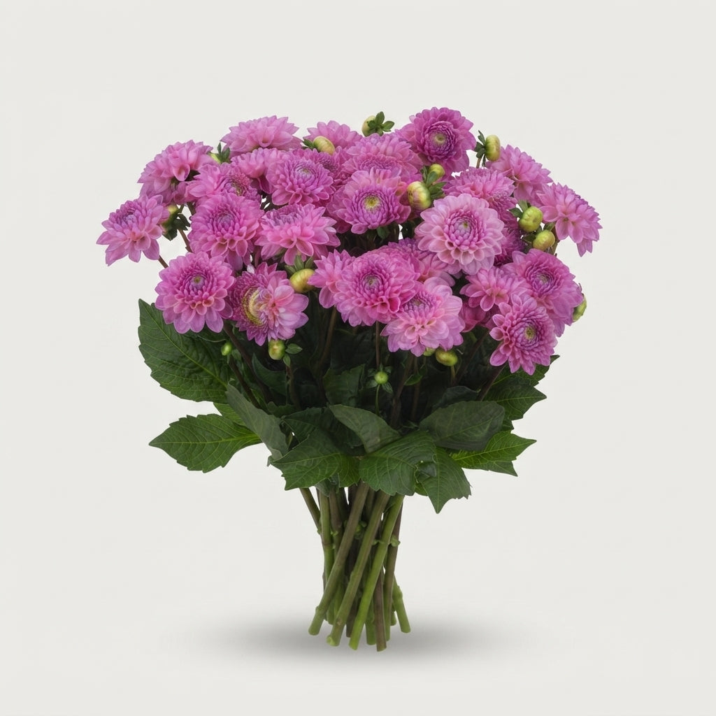 Dahlia ‘Dark Wizard’ Purple Cut Flowers – 55cm Stems