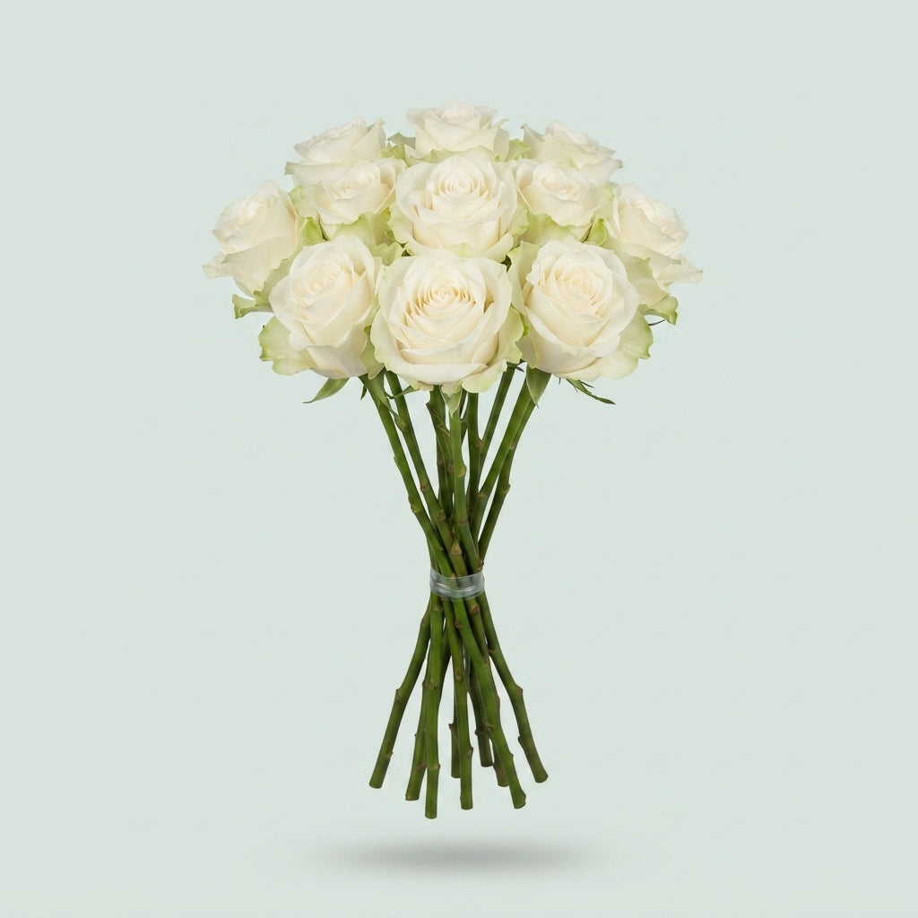 Rose - Rosa - Avalanche SK
