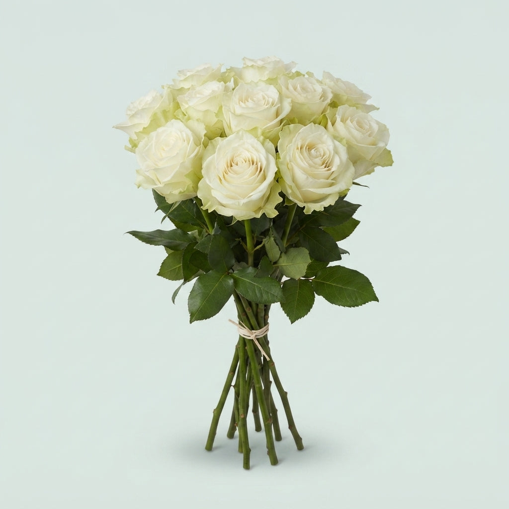 Rose - Rosa - Avalanche Allure