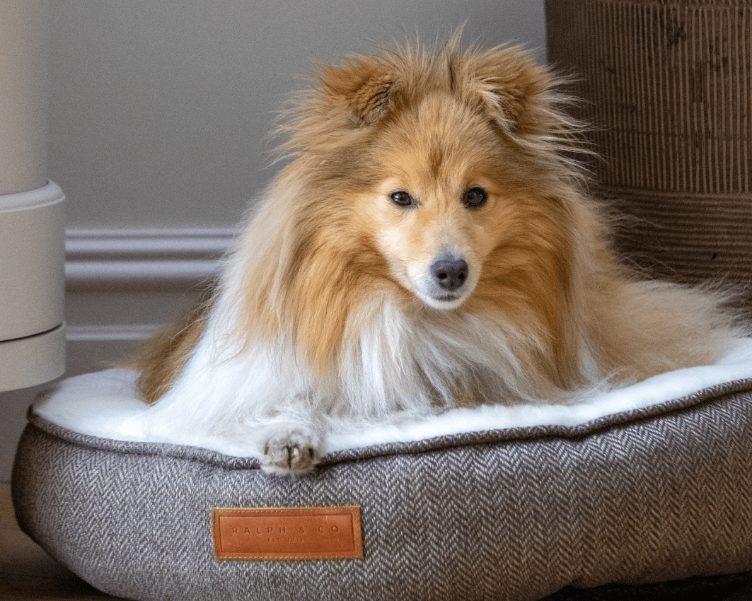 THE LINCOLN | LUXURY TWEED CALMING DONUT DOG BED