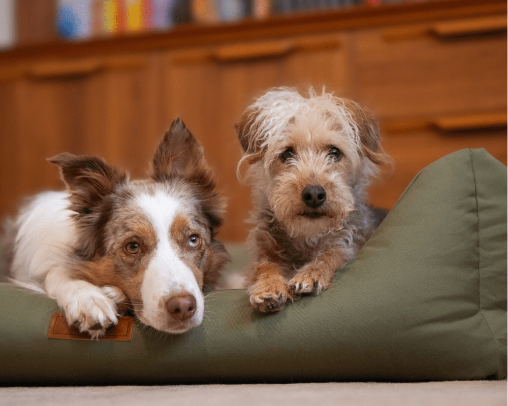 THE HENLEY | LUXURY WATERPROOF BOLSTER DOG BED